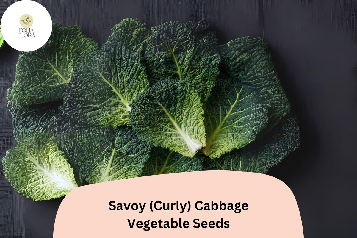 500+ Savoy Cabbage Seeds | Curly Leaf Heirloom Brassica oleracea for Garden Planting