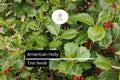 15 American Holly Seeds Ilex opaca Native Evergreen Tree with Red Berries for Wildlife & Privacy Screening