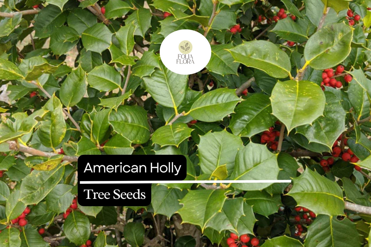 15 American Holly Seeds Ilex opaca Native Evergreen Tree with Red Berries for Wildlife & Privacy Screening