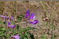 25 American Vetch Seeds – Native Legume for Pollinators, Soil Improvement, Vicia americana