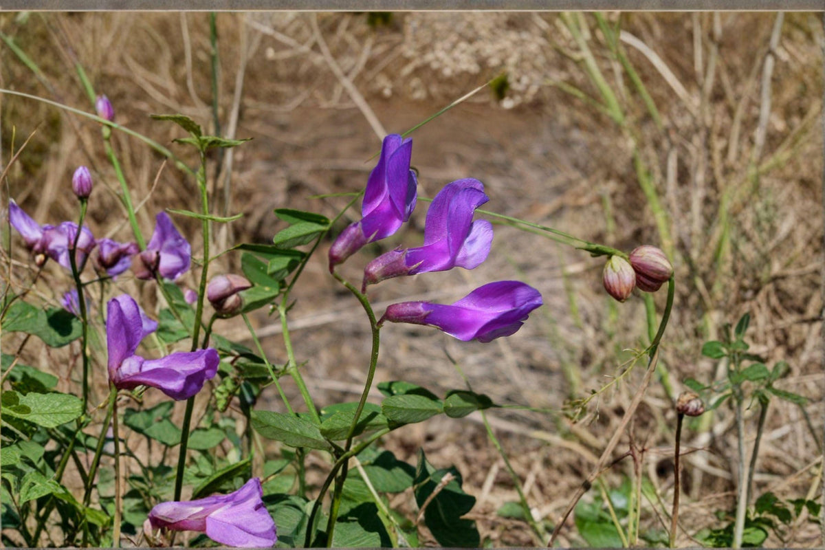 25 American Vetch Seeds – Native Legume for Pollinators, Soil Improvement, Vicia americana