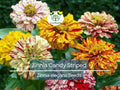 150 Seeds Zinnia Candy Striped Double Flowers Heirloom Non-GMO Garden Flower for Cut Arrangements