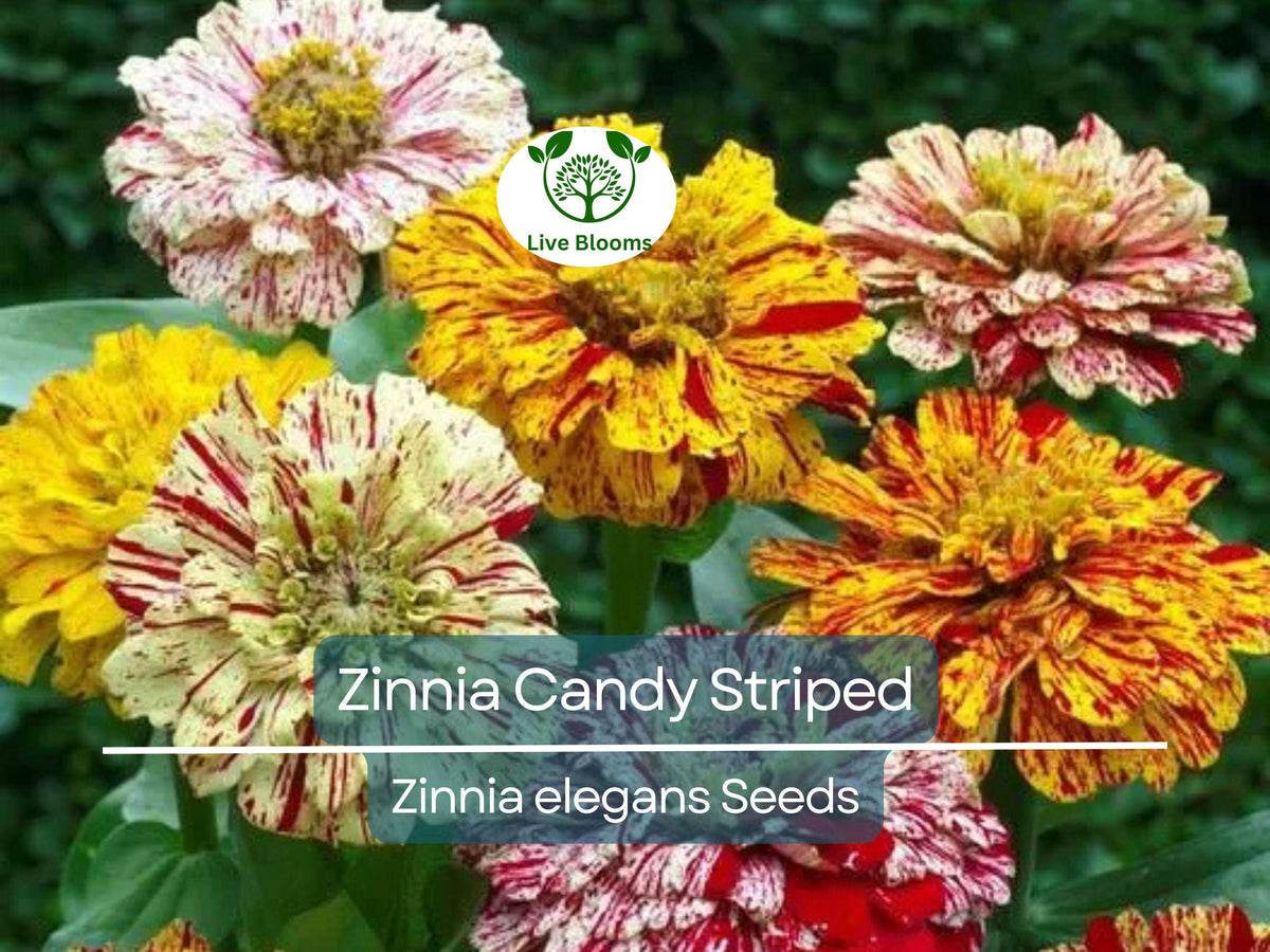 150 Seeds Zinnia Candy Striped Double Flowers Heirloom Non-GMO Garden Flower for Cut Arrangements