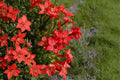 Standing Cypress Seeds – Ipomopsis rubra, Native Wildflower, Bright Red Blooms, Drought-Tolerant, Hummingbird Magnet