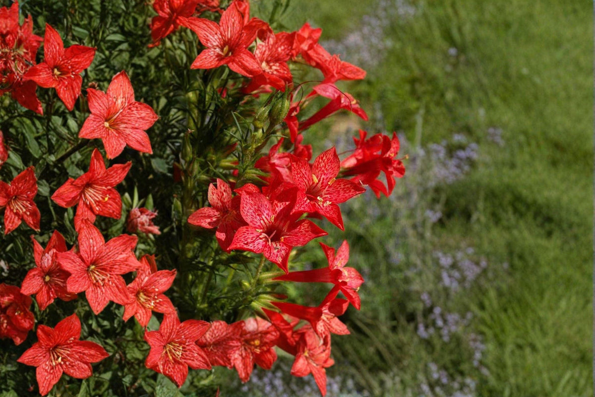 Standing Cypress Seeds – Ipomopsis rubra, Native Wildflower, Bright Red Blooms, Drought-Tolerant, Hummingbird Magnet