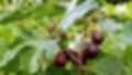 Violet de Bordeaux Fig Tree | Ficus carica | Compact Edible Bare Root Plant