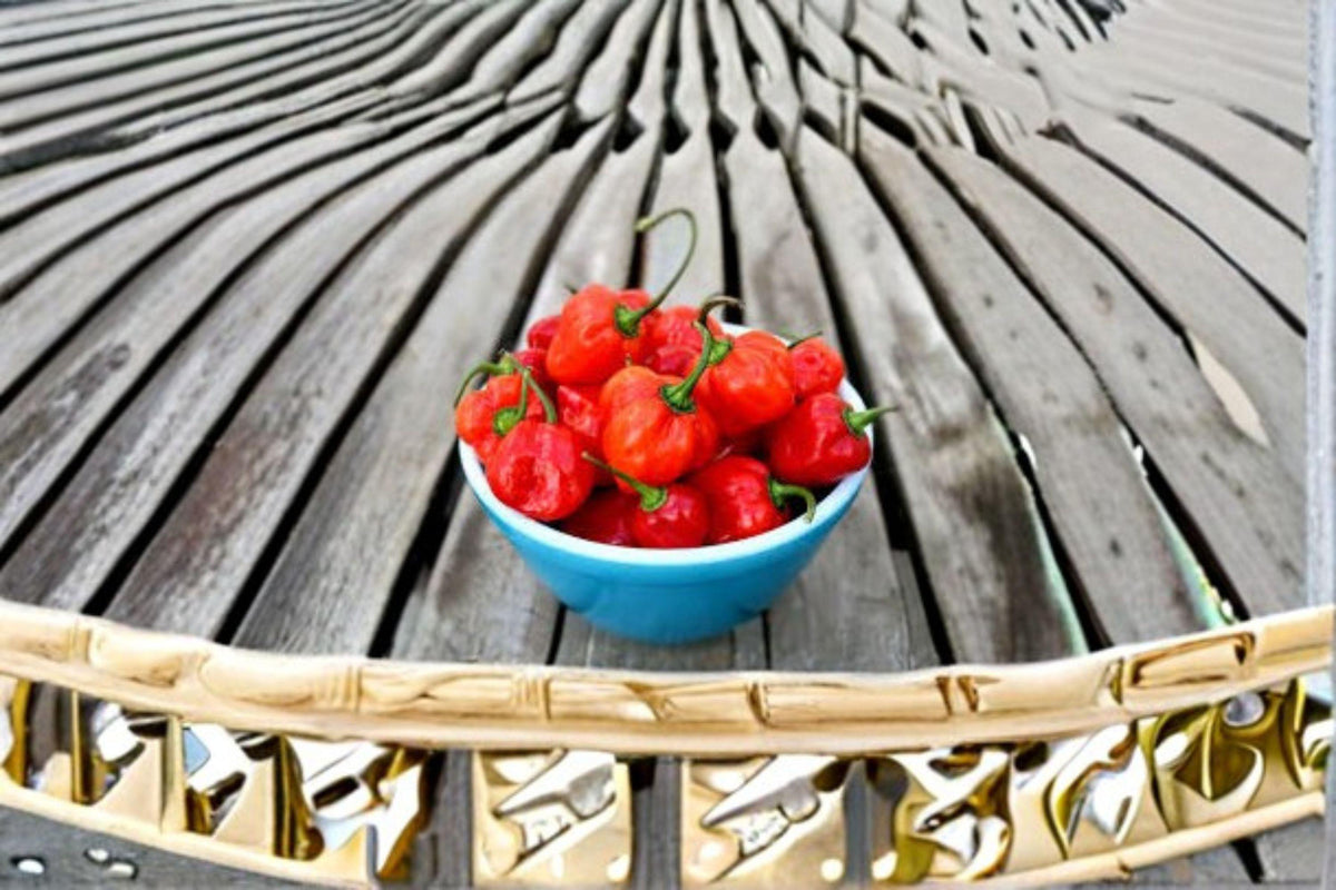 Habanero Pepper Seeds – Caribbean Red, Extremely Hot, Fruity Flavor, Capsicum chinense, 25 Seeds