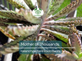Mother of Thousands Succulents - Bare Root 2-3" Alligator Plant Kalanchoe daigremontiana, Easy Care Indoor Outdoor Plants