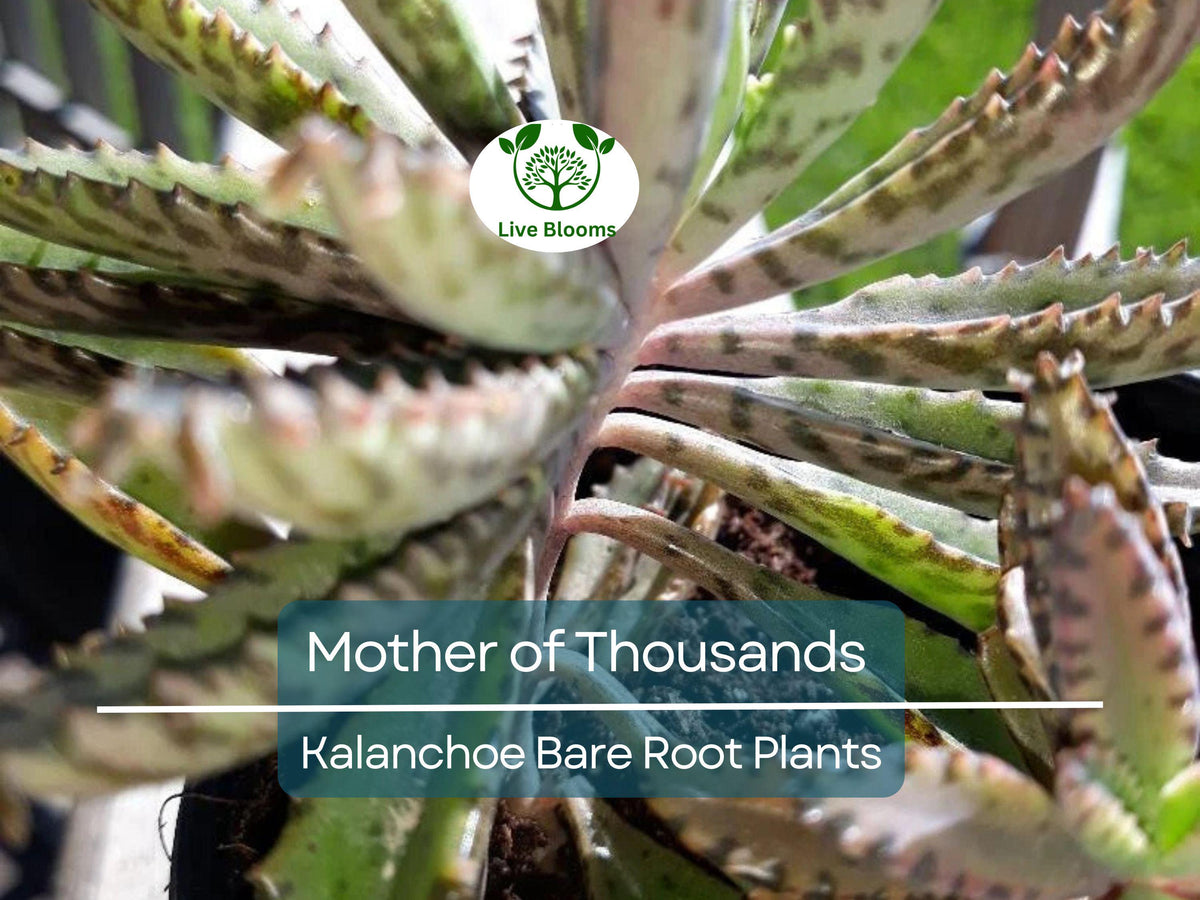 Mother of Thousands Succulents - Bare Root 2-3" Alligator Plant Kalanchoe daigremontiana, Easy Care Indoor Outdoor Plants
