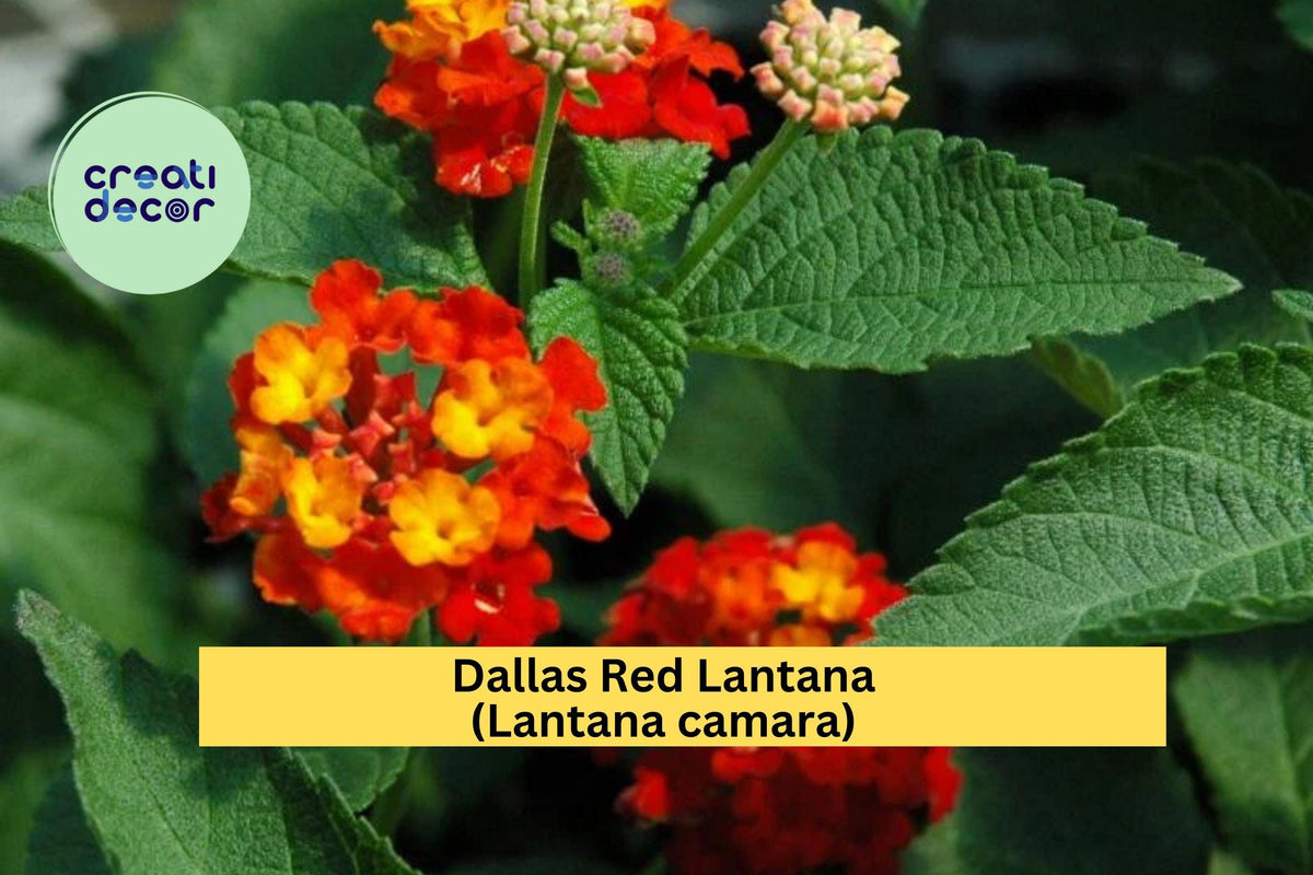 Dallas Red Lantana Plant – 1 Gallon Live Ornamental Shrub with Red-Orange Flowers, Butterfly & Hummingbird Attractant, Drought Tolerant