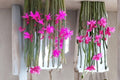 Rat Tail Cactus Cuttings - Trailing Succulent with Pink Flowers - Aporocactus flagelliformis, 3-5"