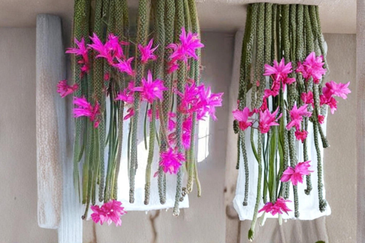 Rat Tail Cactus Cuttings - Trailing Succulent with Pink Flowers - Aporocactus flagelliformis, 3-5"