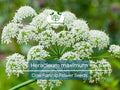 Heracleum maximum Cow Parsnip Seeds 1 Gram Native Perennial Wildflower for Pollinator Gardens & Naturalized Landscapes