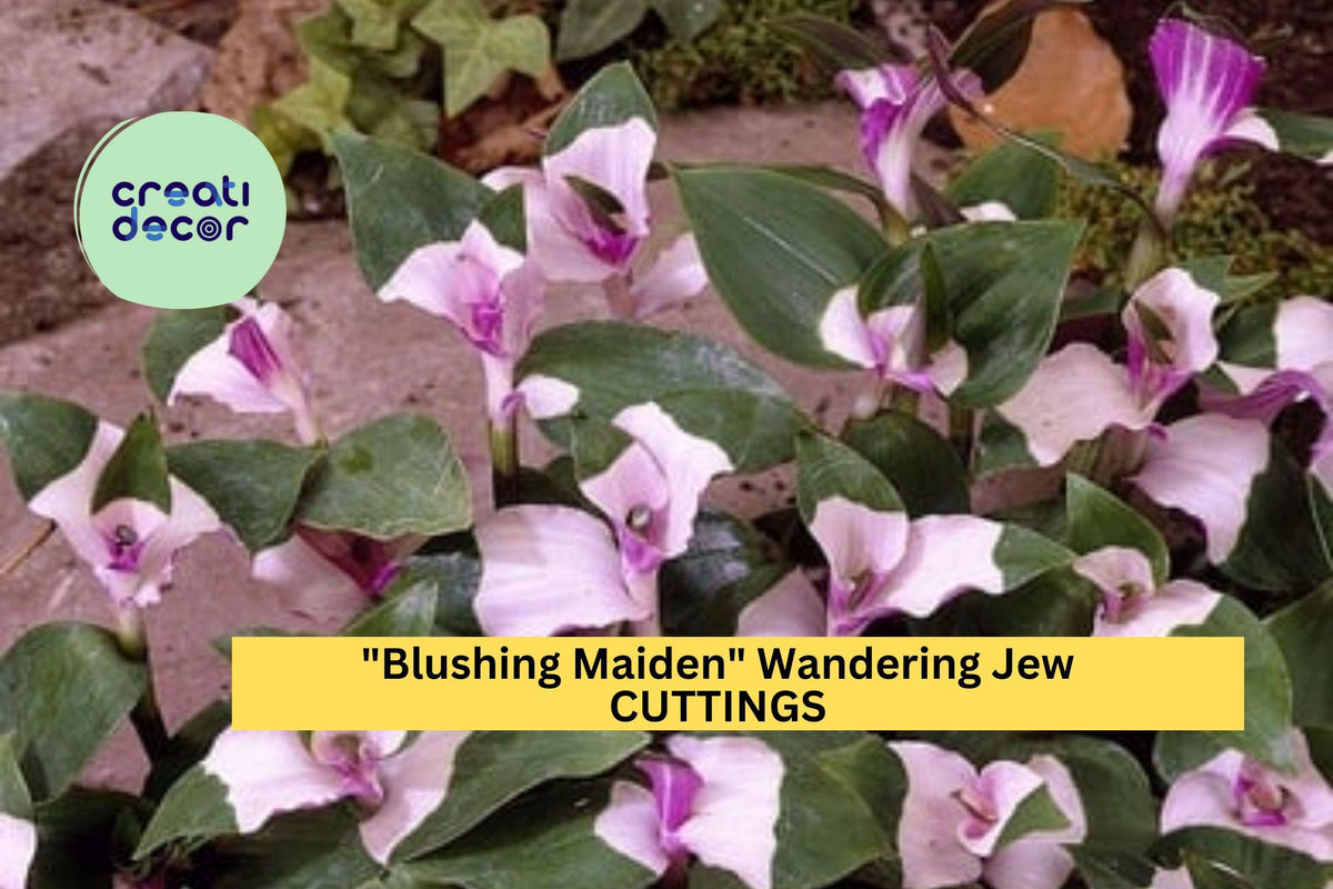 3 Blushing Maiden Wandering Jew Cuttings – Tradescantia andersoniana Pink Purple Vining Houseplant for Pots & Hanging Baskets