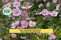 Pink Japanese Anemone Rootstock 10-Pack – Anemone hupehensis Hardy Perennial for Borders & Pollinator Gardens
