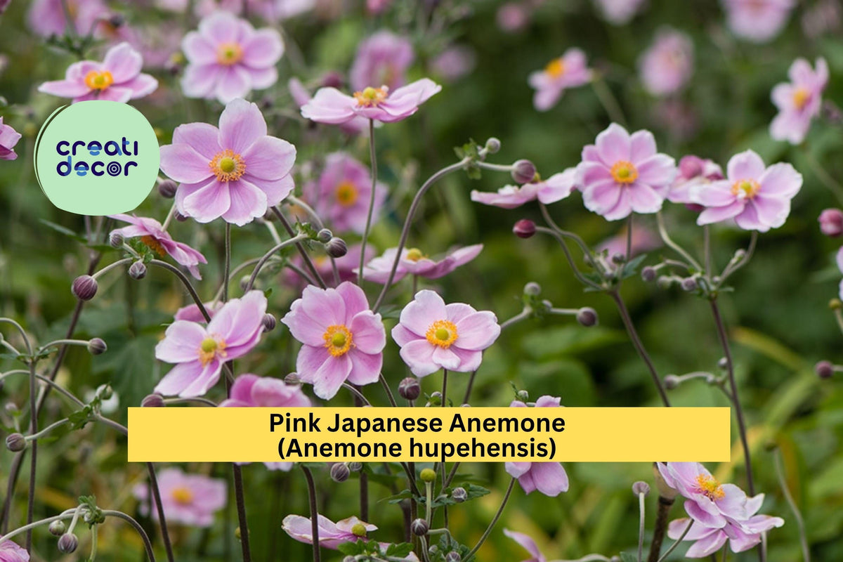 Pink Japanese Anemone Rootstock 10-Pack – Anemone hupehensis Hardy Perennial for Borders & Pollinator Gardens