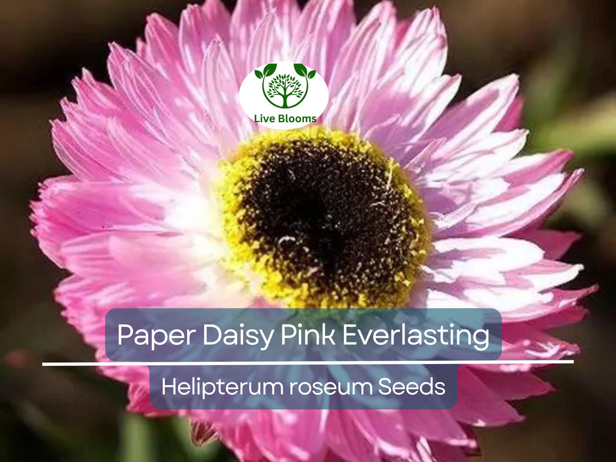 Pink Paper Daisy Seeds, Helipterum roseum, Non-GMO, Long-Lasting Blooms, Pollinator-Friendly, Dried Flower Crafting, 200 Seeds