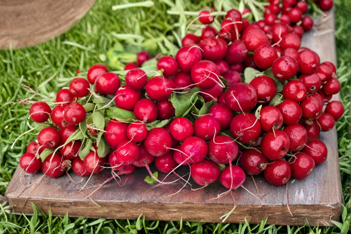 Cherry Belle Radish Seeds – 80 Heirloom Raphanus sativus, Fast-Growing, Crisp & Mild, Garden Vegetable, Early Spring & Fall Planting