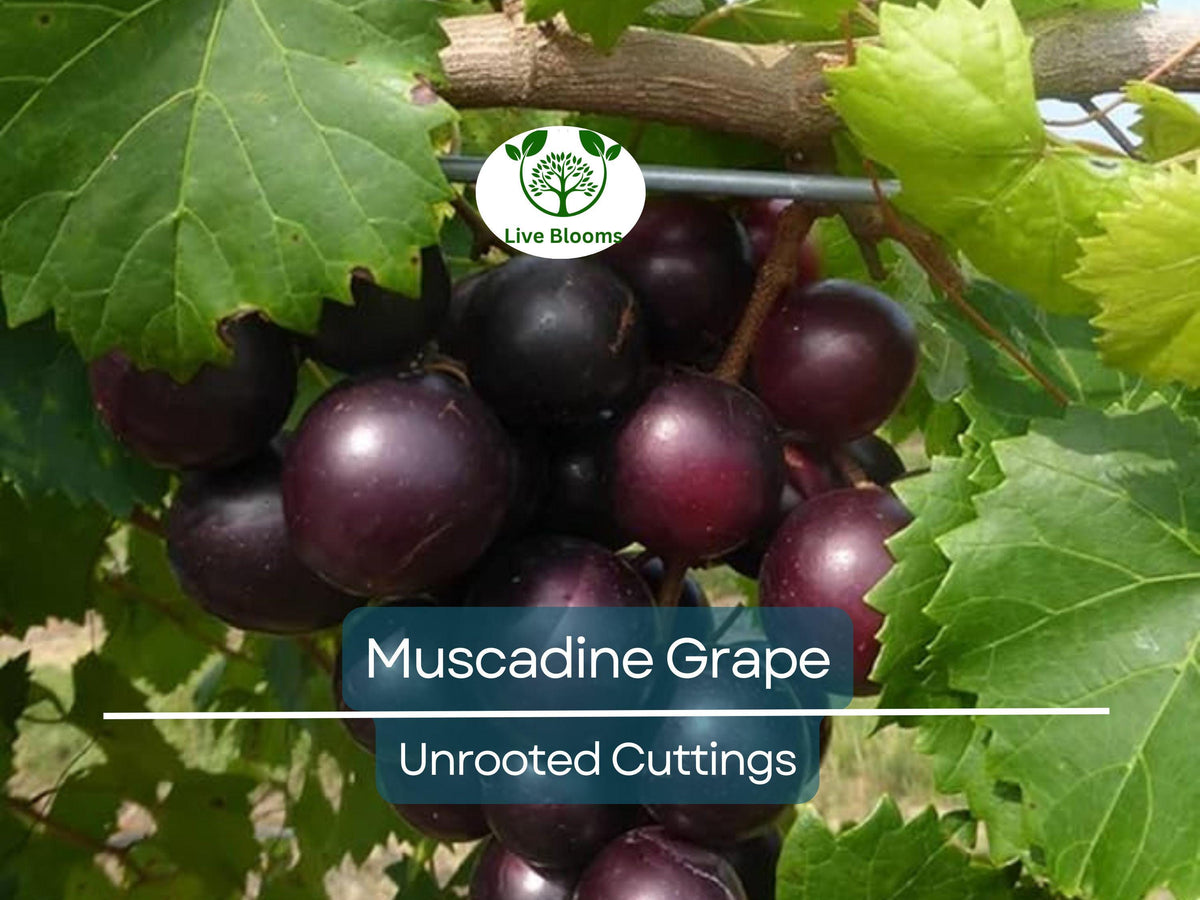 Organic Muscadine Grape Clippings (Vitis rotundifolia) for Propagation, Grafting & Vineyard Growth — 8 Fresh Unrooted Cuttings