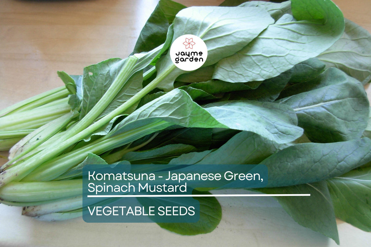 4000 Komatsuna Seeds – Japanese Mustard Spinach Non-GMO Vegetable Seeds for Home Garden, Nutrient-Rich, High in Vitamins A & C