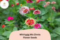 100+ Whirlygig Mix Zinnia Seeds – Bi-Color Flower Seeds for Garden Borders & Cut Flowers – Zinnia elegans