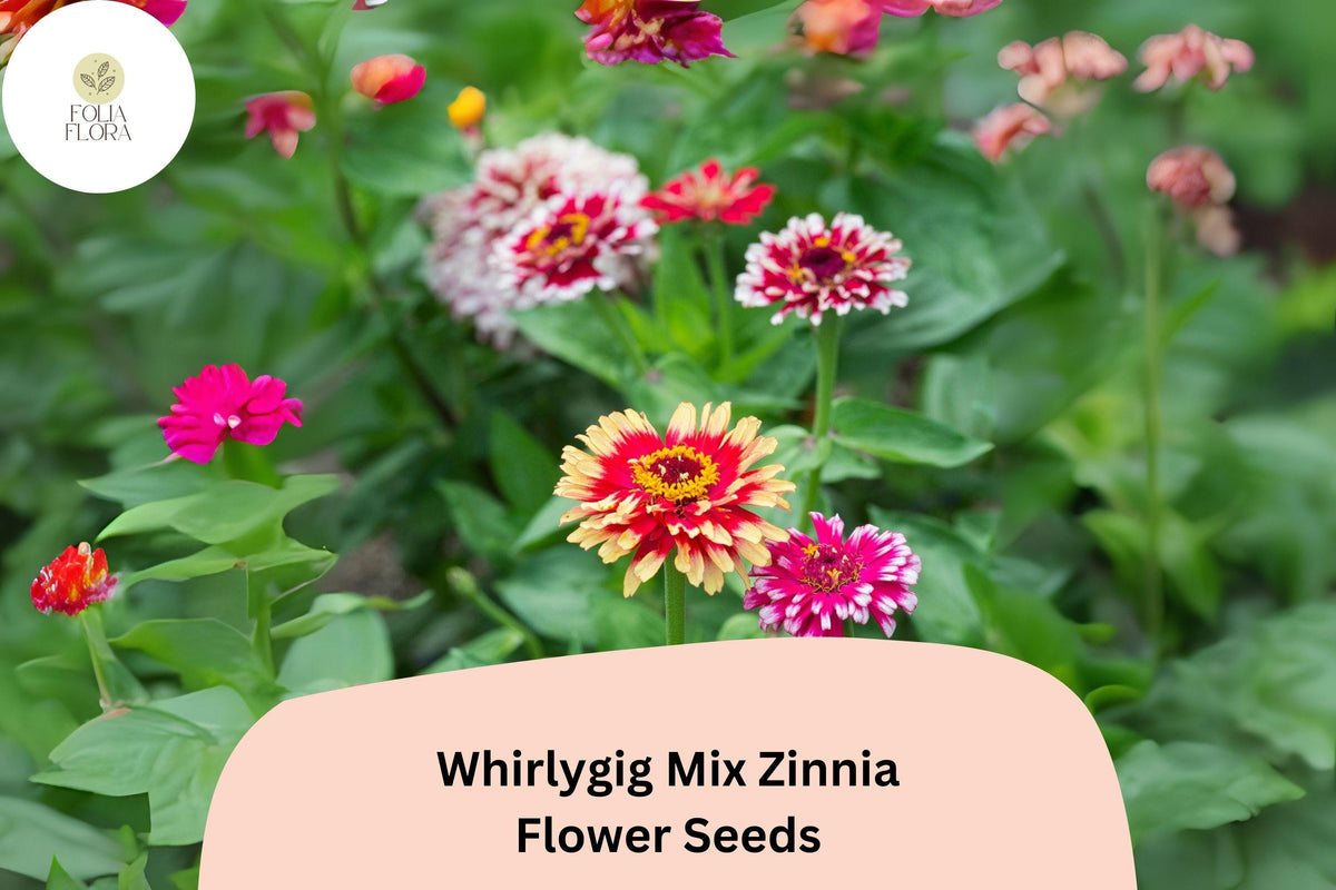 100+ Whirlygig Mix Zinnia Seeds – Bi-Color Flower Seeds for Garden Borders & Cut Flowers – Zinnia elegans