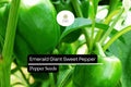 25 Emerald Giant Sweet Bell Pepper Seeds – Heirloom Non-GMO Green Capsicum annuum for Stuffing, Grilling, Fresh Eating