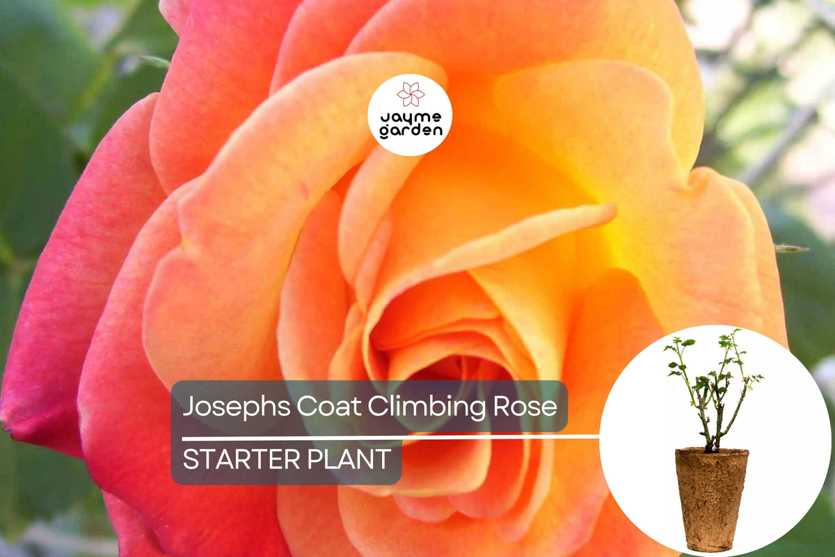 Joseph's Coat Climbing Rose 1.5 Gal | Vibrant Pink Yellow Orange Flowers | Own Root | Hardy Zones 5-9 | Fragrant, Rebloomer
