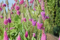 Purple Prairie Clover Seeds – Dalea purpurea Native Legume for Wildflower Gardens & Pollinator Attractors