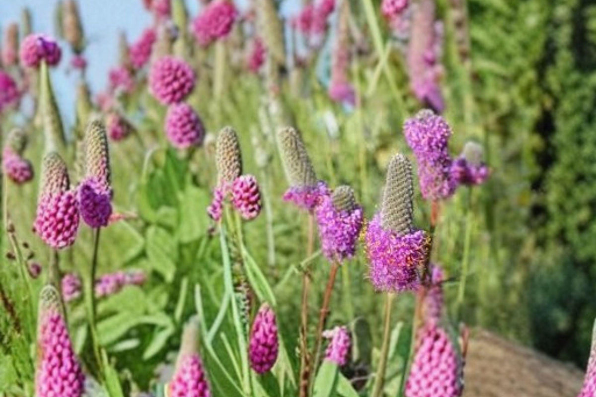 Purple Prairie Clover Seeds – Dalea purpurea Native Legume for Wildflower Gardens & Pollinator Attractors
