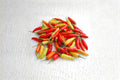 Tabasco Hot Pepper Seeds | Capsicum frutescens | Small Red Chili for Hot Sauce & Cooking