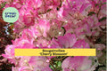 Bougainvillea ‘Cherry Blossom’ Live Plant in 4” Pot – Pink Flowering Tropical Vine for Garden Zones 9–11