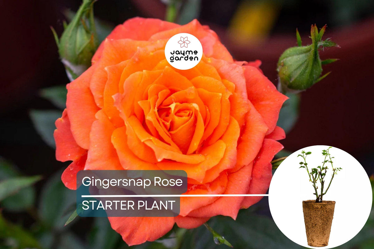 Gingersnap Rose Plant – 1.5 Gal Potted Floribunda with Bright Orange Blooms, Fragrant, Reblooming, Hardy Zones 5-10