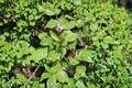 Malabar Spinach Seeds – Red Stem, Climbing Green, Heat-Tolerant, Basella alba var. rubra, Summer Vegetable, Edible Green Leafy Plant