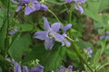 Campanula americana Tall Bellflower Seeds – Native Woodland Biennial with Blue-Violet Flowers, Pollinator Friendly, 500 Seeds