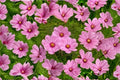 Cosmos Gloria Seeds – Vibrant Pink Annual Flower for Borders, Wildflower Gardens, and Cut Flowers – Cosmos bipinnatus