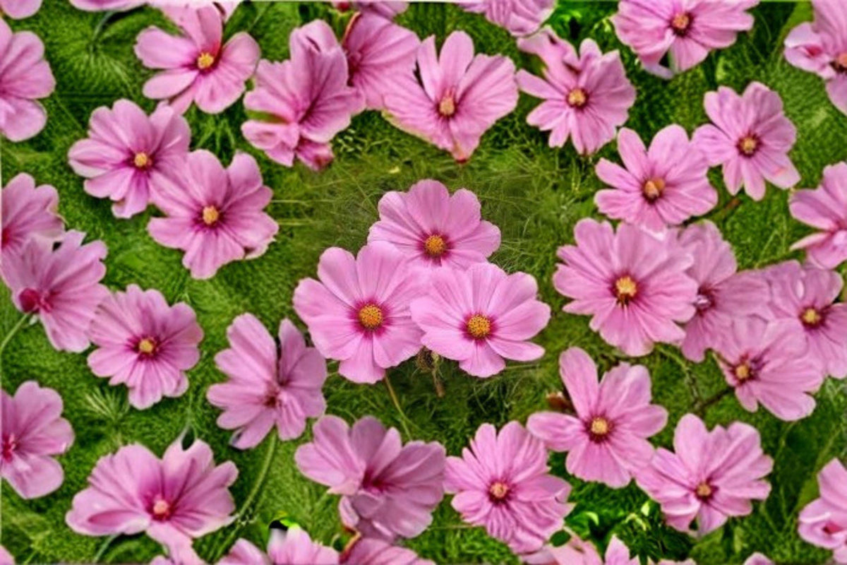 Cosmos Gloria Seeds – Vibrant Pink Annual Flower for Borders, Wildflower Gardens, and Cut Flowers – Cosmos bipinnatus