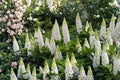 White Lupine Seeds – Perennial Lupinus polyphyllus Russell White for Pollinator Gardens, Borders, and Wildflower Meadows