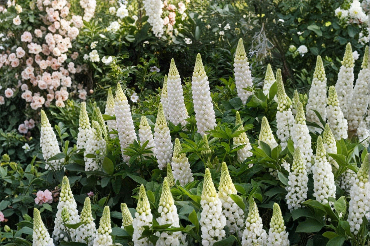 White Lupine Seeds – Perennial Lupinus polyphyllus Russell White for Pollinator Gardens, Borders, and Wildflower Meadows