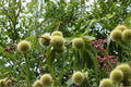 Chinese Chestnut Tree Starter Plants – 2 ft Tall, Castanea mollissima, Nut-Producing Deciduous Tree for Orchard & Landscape