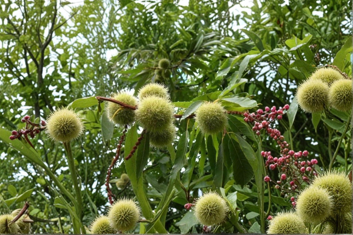 Chinese Chestnut Tree Starter Plants – 2 ft Tall, Castanea mollissima, Nut-Producing Deciduous Tree for Orchard & Landscape