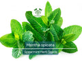 Spearmint Herb Seeds 30mg Mentha spicata for Planting, Culinary, Tea, Herb Garden, Container Gardening