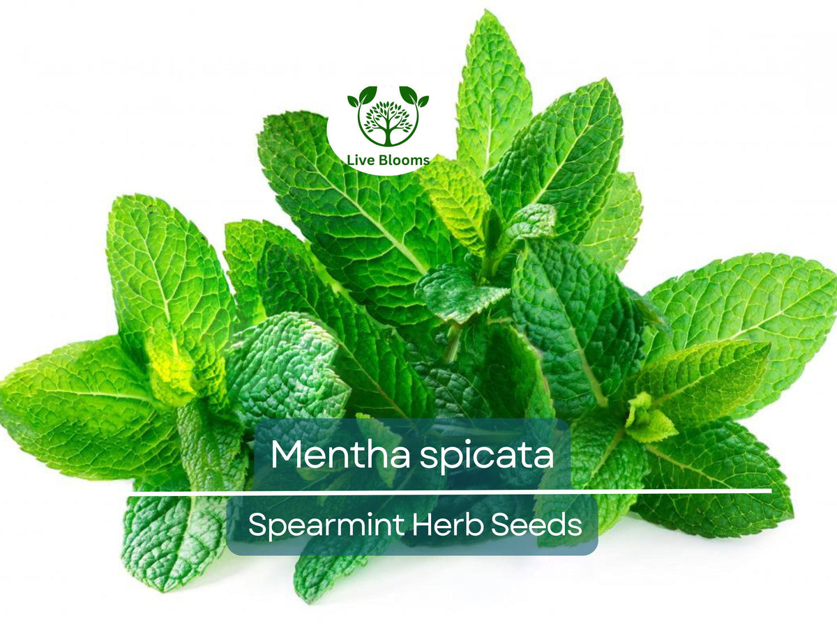 Spearmint Herb Seeds 30mg Mentha spicata for Planting, Culinary, Tea, Herb Garden, Container Gardening