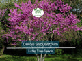 10 Seeds Cercis Siliquastrum Judas Tree Flowering Ornamental Tree for Landscaping & Gardens