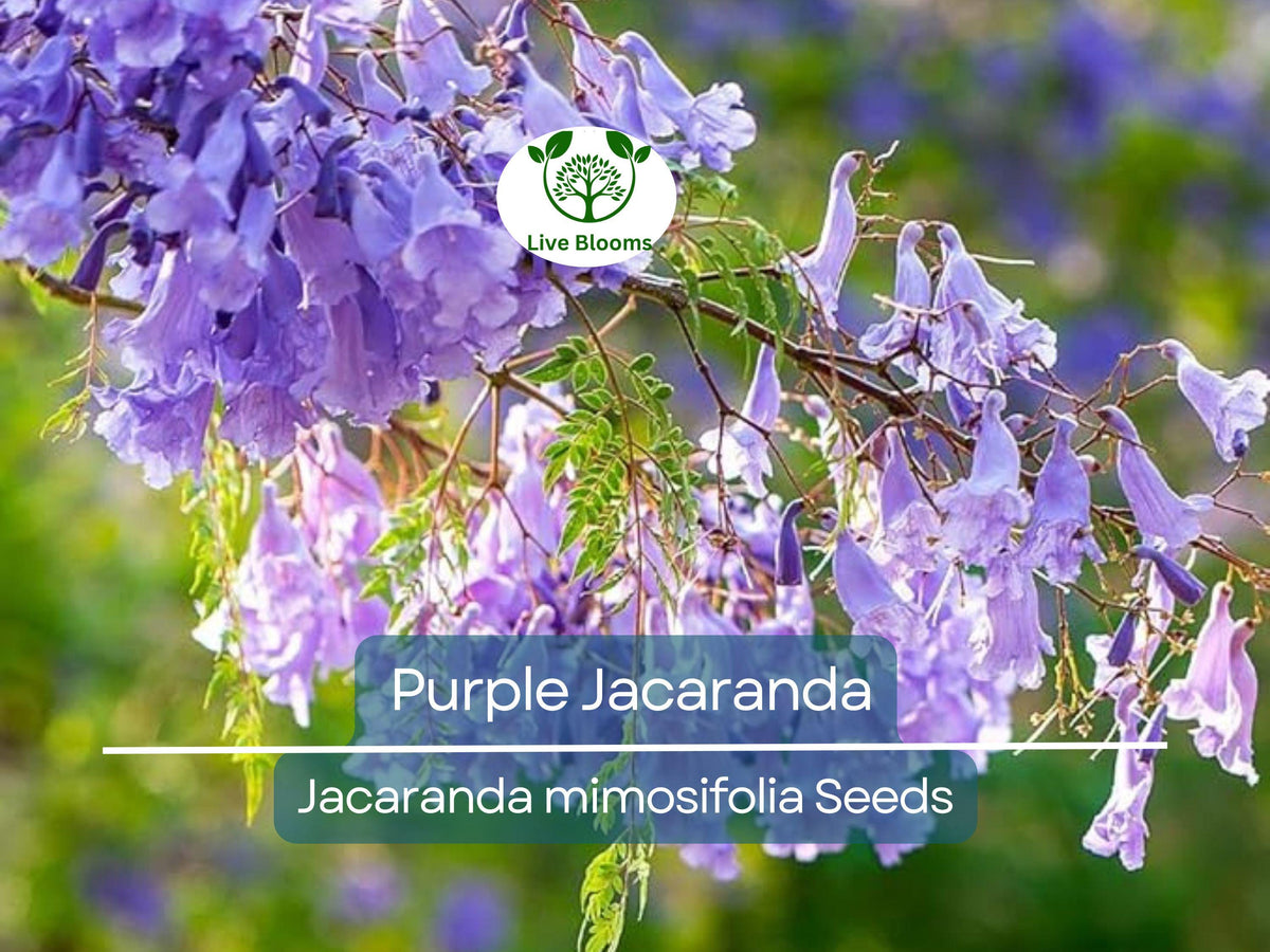 40 Purple Jacaranda Mimosifolia Seeds | Fast Growing Tropical Flowering Tree for Landscaping and Gardens