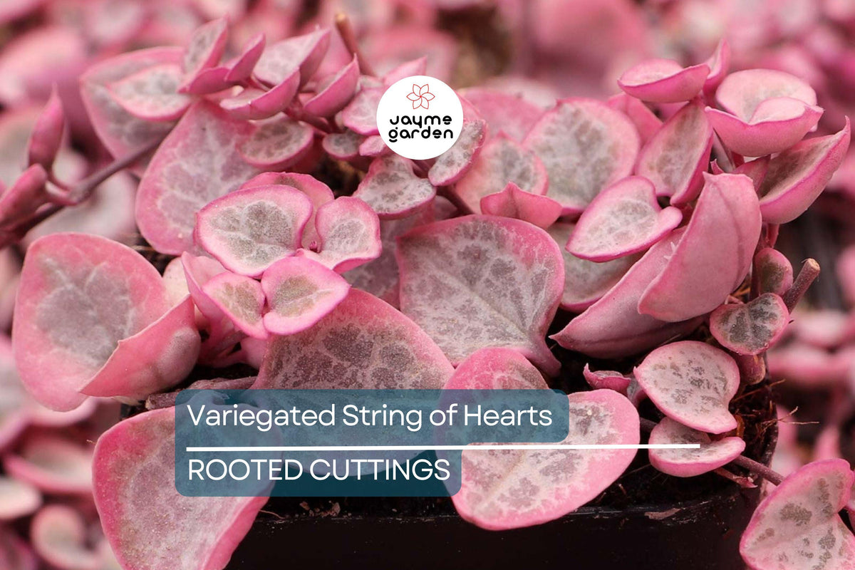 Variegated String of Hearts Cutting in Prop Cup, Ceropegia woodii, Trailing Indoor Plant, Easy Care Succulent, Heart-Shaped Leaves