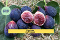 2 Burgan UKN Fig Tree Cuttings | Rare Ficus Carica Variety for Rooting | Edible Fruit Tree Starter