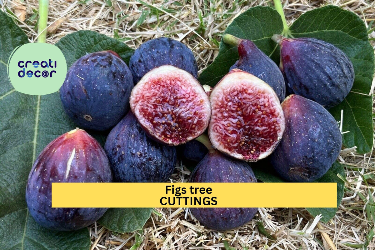 2 Burgan UKN Fig Tree Cuttings | Rare Ficus Carica Variety for Rooting | Edible Fruit Tree Starter