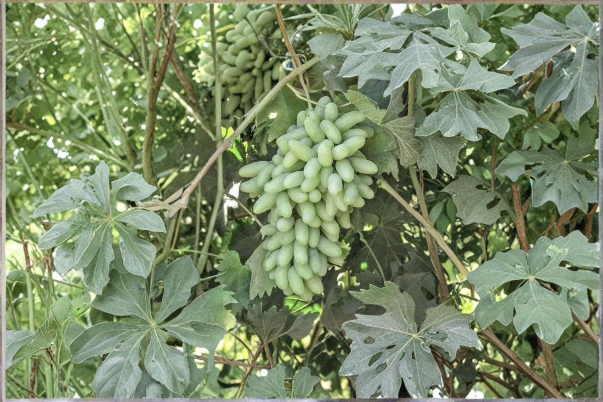 Golden Finger Grape Cuttings – Vitis vinifera Fruiting Vine with Yellow-Gold Grapes, Unrooted 6-8 Inches