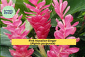 Pink Hawaiian Ginger Roots – Alpinia purpurata Tropical Flowering Plant for Garden, Patio & Containers, Vibrant Pink Blooms